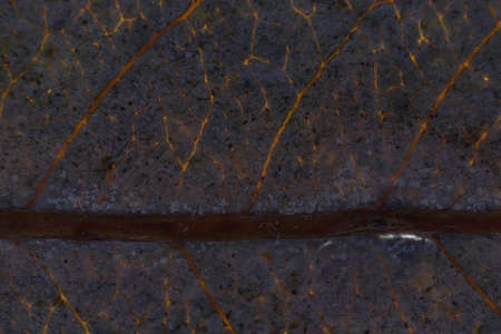 Dry Leaf Light Texture. Macro Closeup. Natural Organic Background. Transparent Floral Pattern.の写真素材