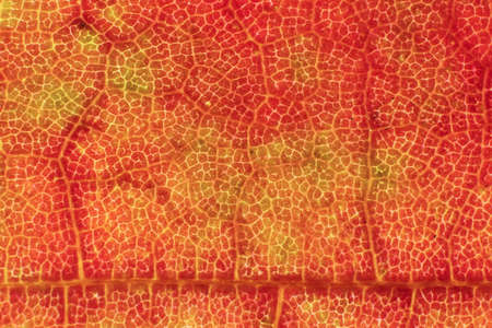 Red Dry Leaf Texture. Macro Closeup. Natural Organic Background. Transparent Floral Pattern. の写真素材