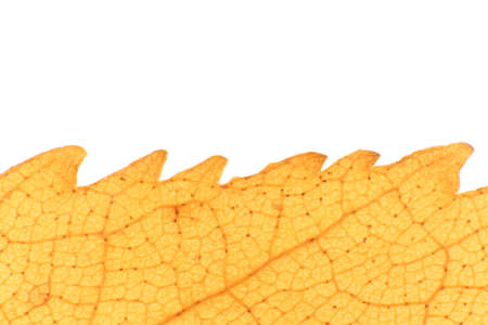 Isolated Dry Leaf Texture. Place for Text. Natural Organic Background. Transparent Floral Pattern. の写真素材