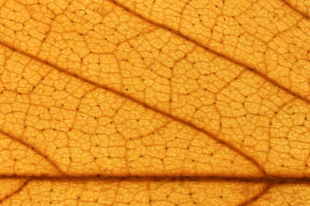Dry Leaf Texture. Macro Closeup. Natural Organic Background. Transparent Floral Pattern. の写真素材