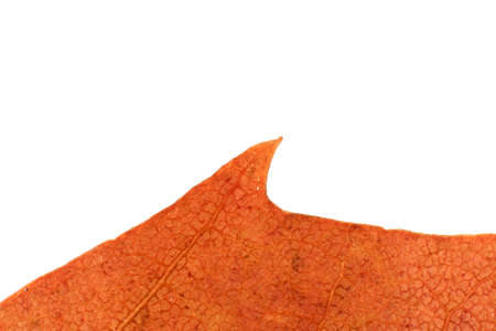 Isolated Dry Leaf Texture. Place for Text. Natural Organic Floral Pattern.の写真素材