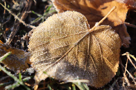 Frosted Leaf Surface Texture. Frost Ice on Forest Morning. Natural Floral Pattern Background. Macro...