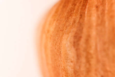 Forest Hazelnut Nut Texture. Macro Closeup. Natural Organic Background. Place for Text.の写真素材