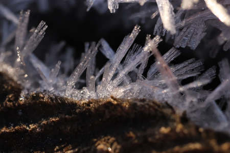 First Forest Frost Tree with Frosty Crystals Macro Closeup Backgroundの写真素材