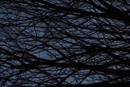 Tree Branches Texture. Dark Forest Background.の写真素材