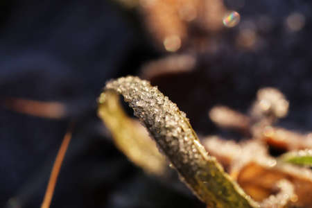 Frosty Crystals on Green Grass. Macro Closeup. Morning Forest Background.の写真素材