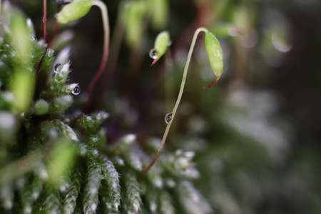 Blossom Moss Sprig Texture Background. Macro Closeup.の写真素材