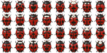 Isolated Beetle Collection Background. Many Bugs Wildlife Surface. Macro Closeup.の写真素材