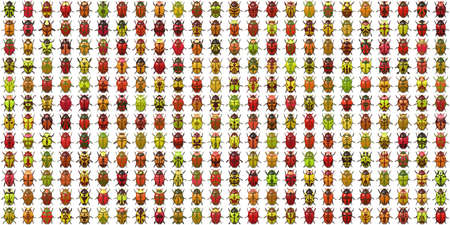 Isolated Beetle Collection Background. Many Bugs Wildlife Surface. Macro Closeup.の写真素材