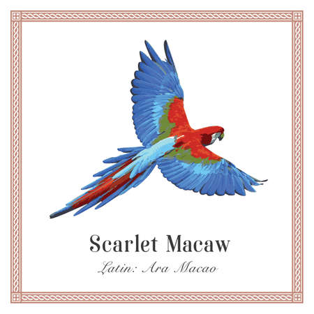 Scarlet Macaw Illustration. Tropical Bird. Ara macao. Parrot.