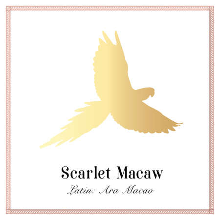 Scarlet macaw gold silhouette gradient illustration. Tropical bird, Ara macaw parrot.