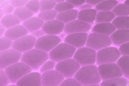 Lilac Foam Plastic Texture. Abstract polystyrene Background. Macro Closeup.の写真素材