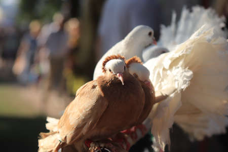 A brown dove sits on a perch with pigeons and looks into the camera.の写真素材