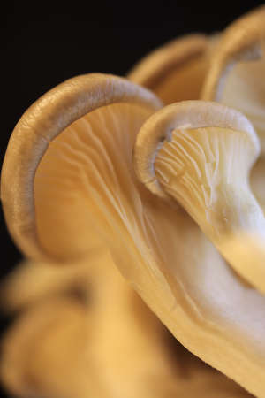Oyster mushrooms group texture. Detailed macro closeup.