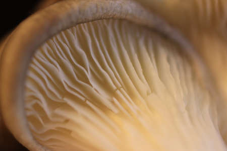Oyster mushrooms group texture. Detailed macro closeup.の写真素材