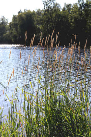 Pond with sane and forest on background. Summer outdoor picnic.