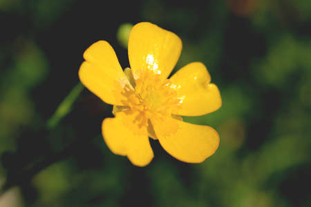 Yellow flower bud with five petals. Summer outdoor background.