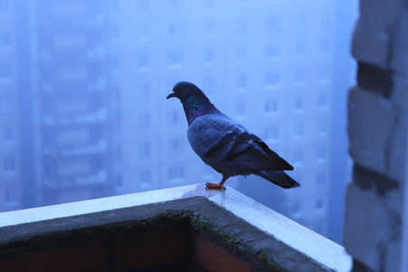 A wet pigeon stands on one leg on the edge of the balcony. Overcast. In the background a fog.の写真素材