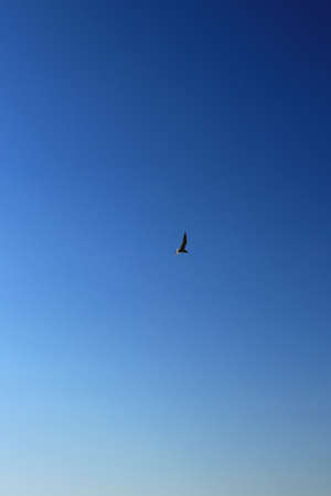 A seagull with open wings flies in the clear sky.