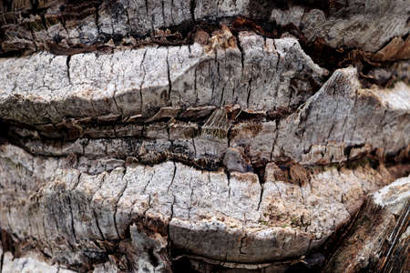Tropical rough wood structure background. Palm tree bark texture.