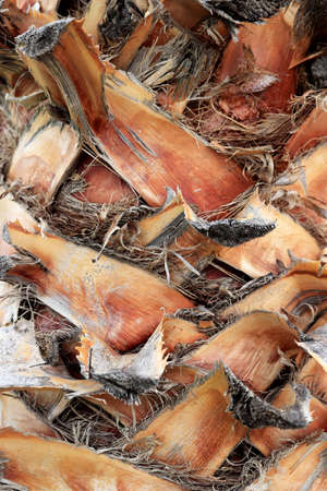 Tropical cut branches bark wood structure background. Palm tree bark texture.の写真素材