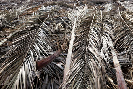 Dry Palm Leafs Background. Dried Palm Tree Branch Leafs Texture. Folded Palm Branches.の写真素材