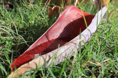 Dry  leaf with water lies on grass.の写真素材