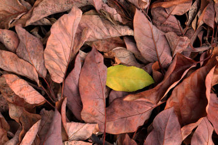 Droughty background. Dry leaves texture. Dried forest floor backdrop.