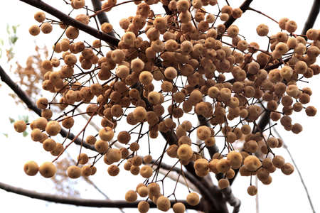 Cluster of fruits of white berries on a treeの写真素材