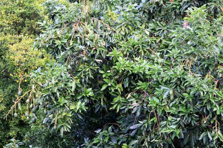 Avocado tree in the garden. Fruitful tropical wood.