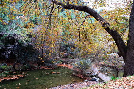 Tree with a hanging branch with yellow leaves over the river. Mountain landscape.の写真素材