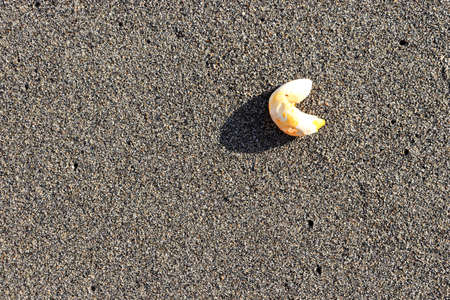 Sea item on the sand texture. Summer beach background.
