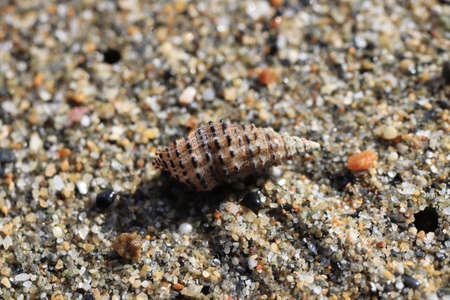 Shell on the sand texture. Summer beach background.