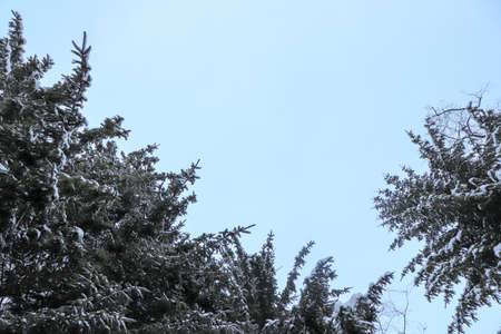 Big christmas trees branches with sky. Bottom view.