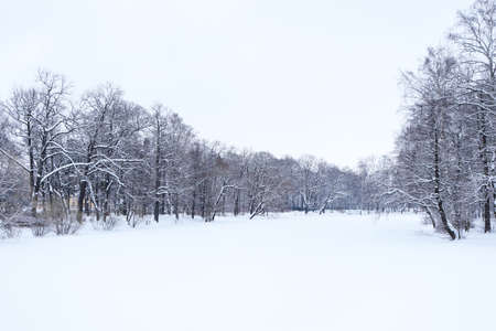 Winter lake with trees under snow calm landscape.の写真素材