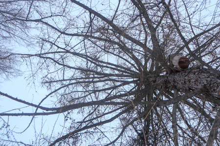 Bird feeder on a tree. Bottom view.