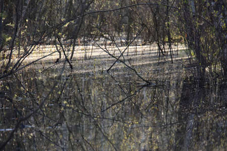 Bird in forest sitting on little branch and singing song