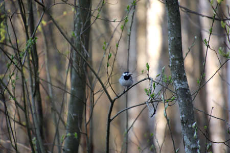 Bird in forest sitting on little branch and singing songの写真素材