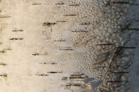 Splintered wood chips sticking out of a tree stumpの写真素材