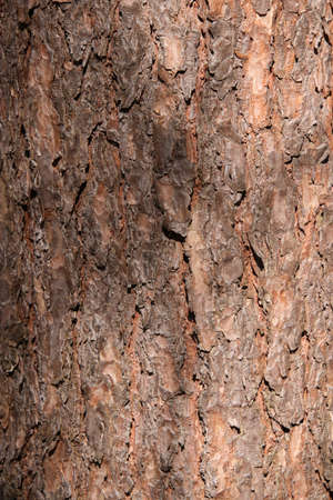 Tree trunk bark texture. Forest filling background.