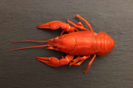 Cooked red crayfishes on black stone background. Red boiled crayfishes food. Shellfishes delicious...