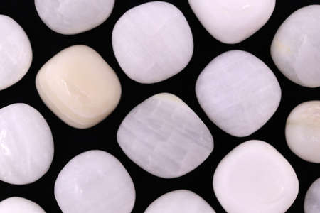 Tridacna rare jewel on black stone texture. Sparse mineral pebbles background.