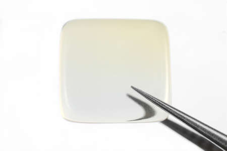 Opal jewel stone texture in tweezers on white light isolated background. Macro closeup.