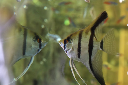 Scalar anglefish looking in his reflection. Aquarium macro background.