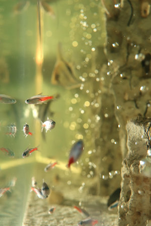 A flock of neon. Aquarium macro background.