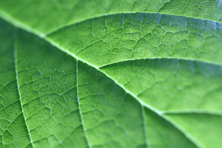 Green leaf detailed texture. green leaf texture. nature floral background. Organic botanical beauty...
