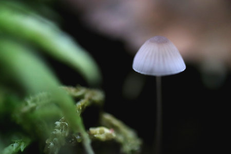 Small toadstool mushroom. green leaf texture. nature floral background. Organic botanical beauty...