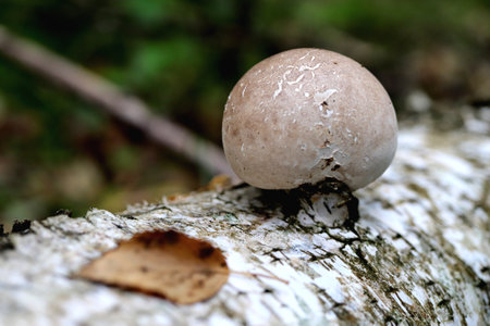 Mushroom grows from a birch trunk. green leaf texture. nature floral background. Organic botanical...