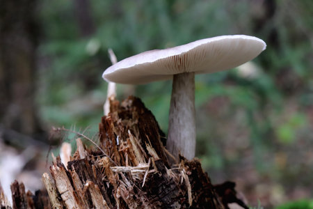 A large mushroom grows on a rotten stump. green leaf texture. nature floral background. Organic botanical beauty macro closeup.の写真素材