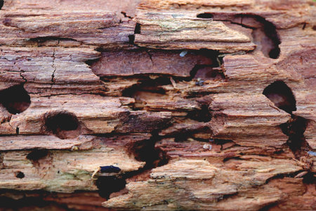 old rotten wood. green leaf texture. nature floral background. Organic botanical beauty macro...
